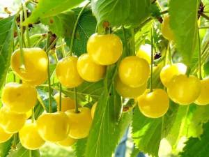yellow plums