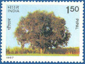 1272_Trees_Pipal