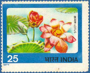 850_Lotus