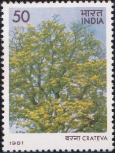 862-Crateva-Indian-Flowering-Tre