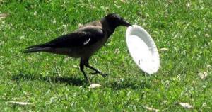 crow plate