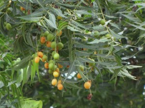 Neem-Tree (1)