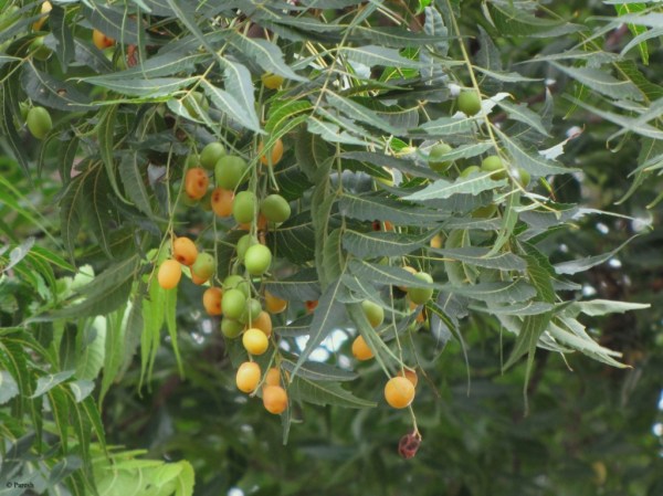 Neem-Tree (1)