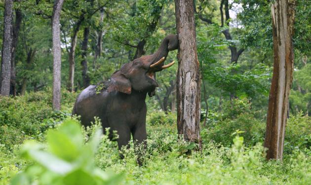 28tv_elephant_jpg_2324750g