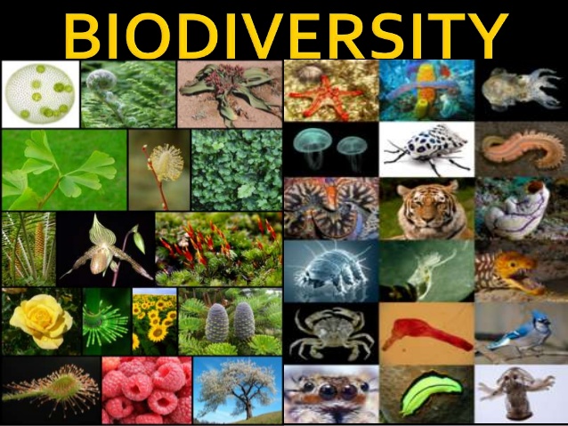 biodiversity-of-india-1-638