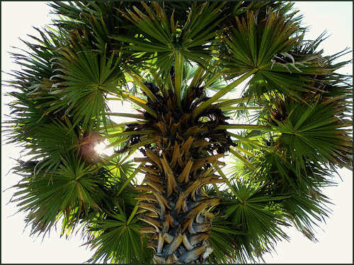 palmtree