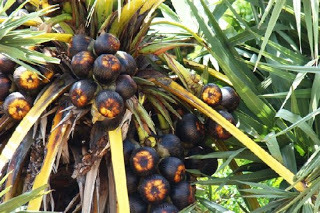 palmyra-palm-fruit