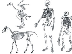 skeleton