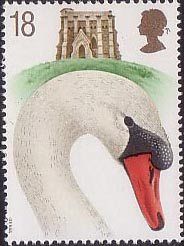 swan1