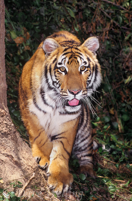 CAPTIVE Bengal Tiger