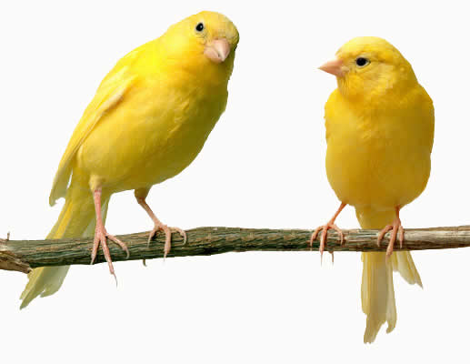 yellow-canaries