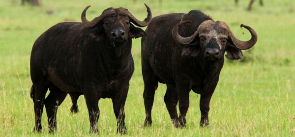 Cape-Buffaloes-0560