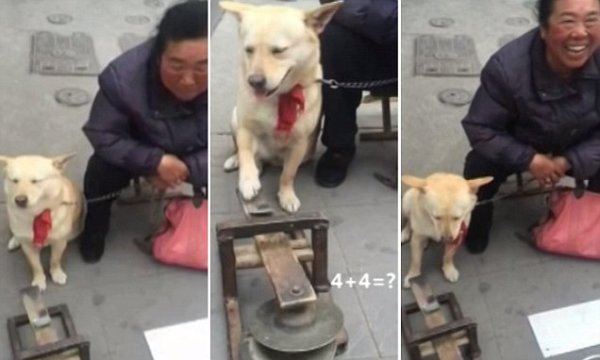 Meet the dog who can count