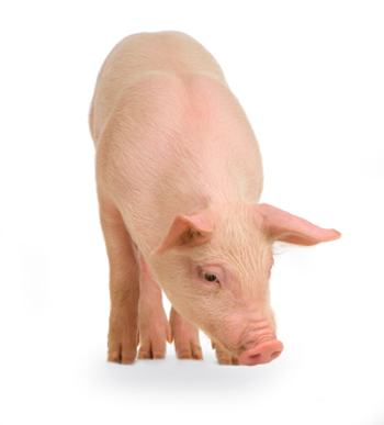 pig-350px