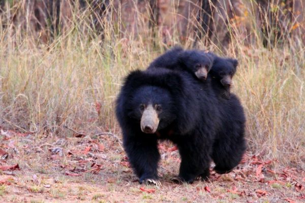 bear_with_cubs_-_original-1