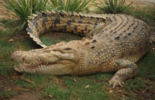 crocodile-4