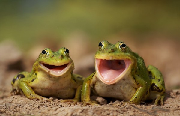 frogs