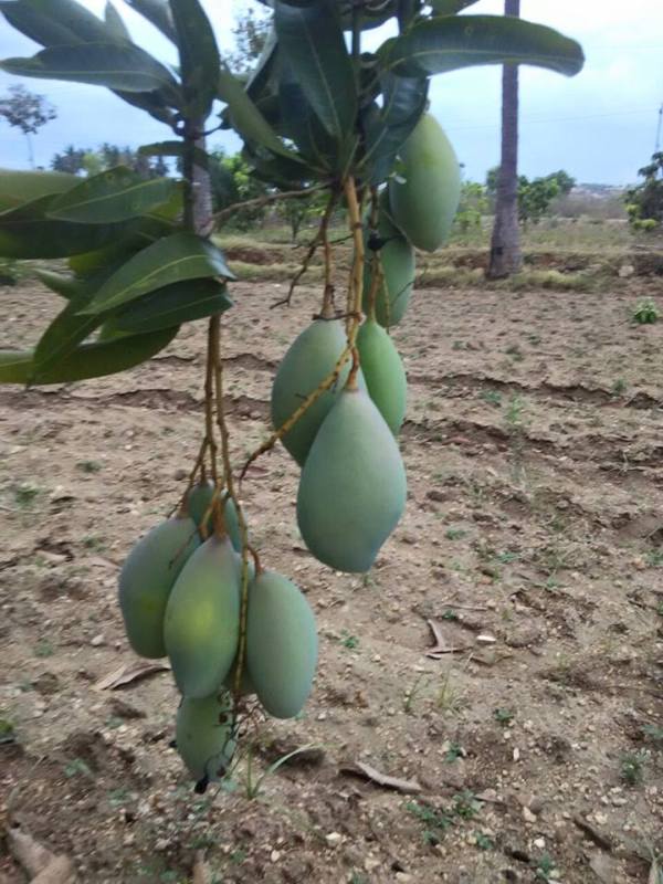 mango thongum