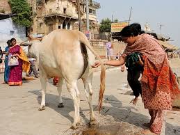 urine of cow