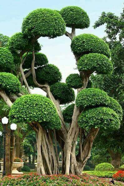 2மர விநோதம்