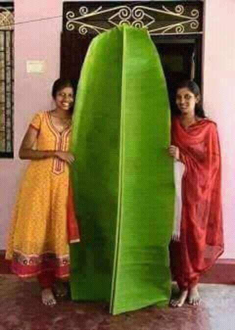 banana leaf big