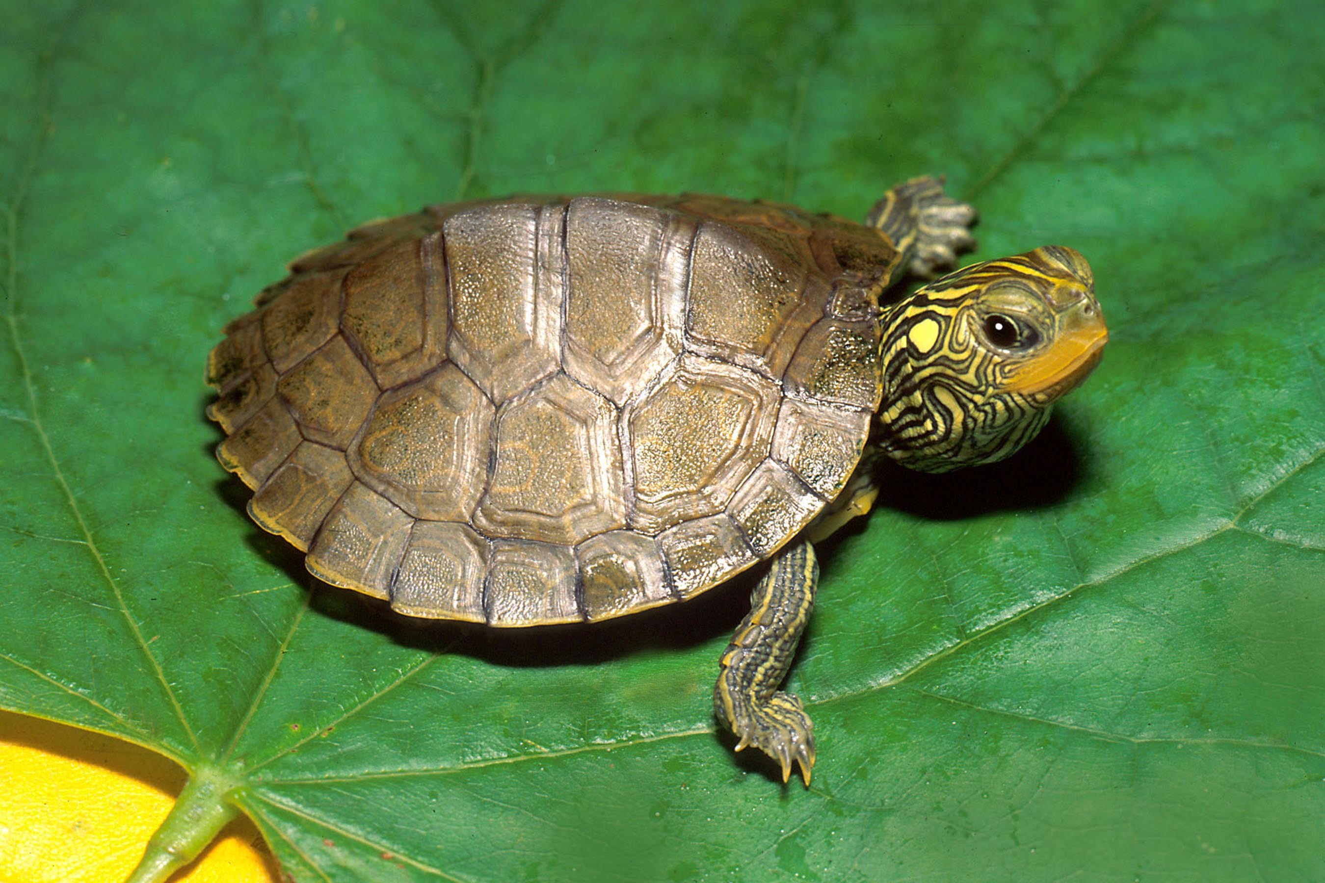 Common Map Turtle.jpg