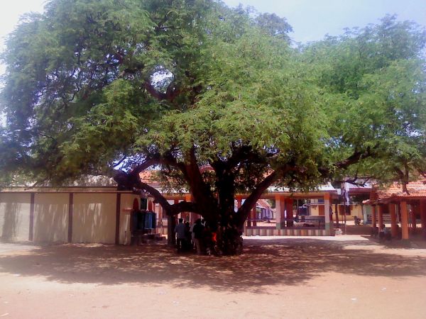 குட்ம், ஆனந்தவல்லி கோவில், புளி