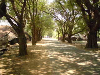 புளியமர2