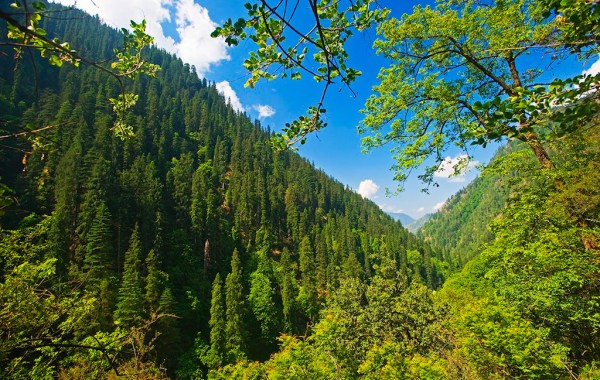 forest_of_great_himalayan