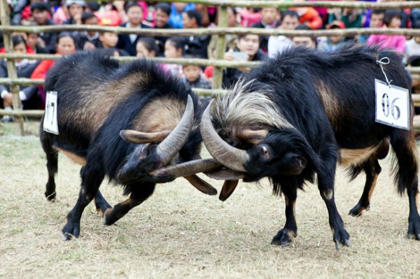 goat fight