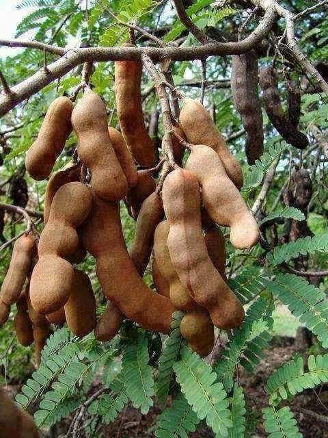 Tagungirit Tree Tansen and Tamarind Tree! Ghosts in Tamarind Trees! (Post No 2666 ...