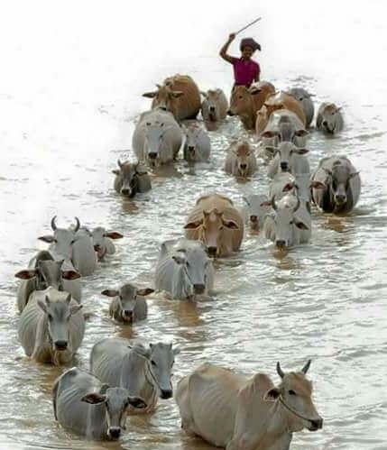 தண்ணீர் மாடு