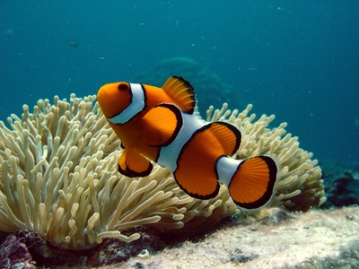 Clownfish and anemone