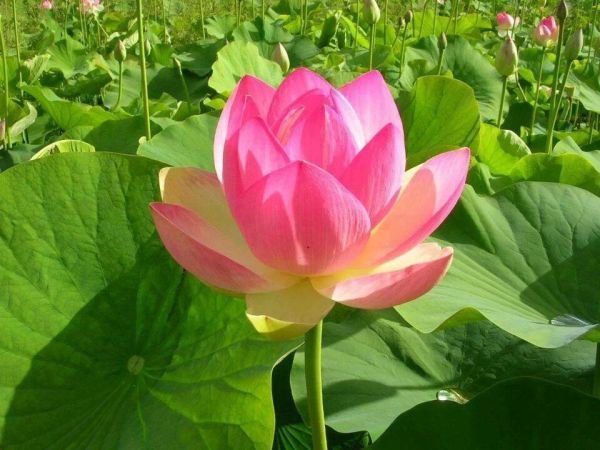 2lotus bloom
