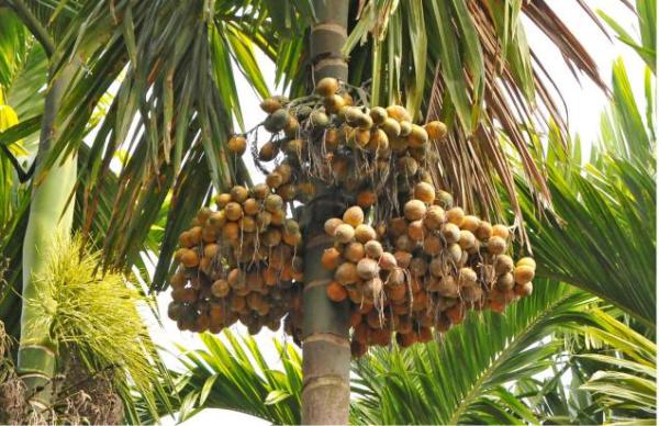Arecanut-Cultivation
