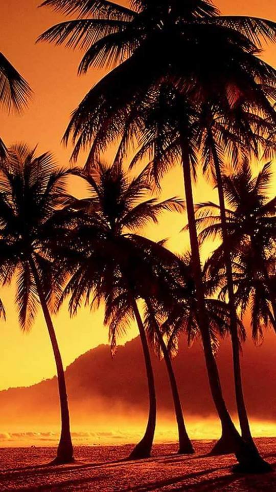 coconut in sun light