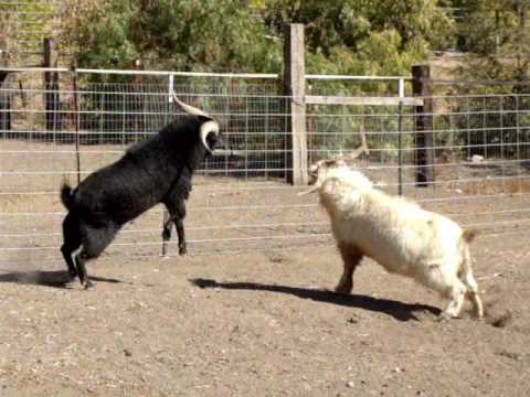 goat fight