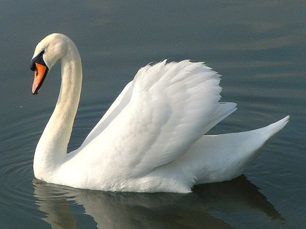 swan-8