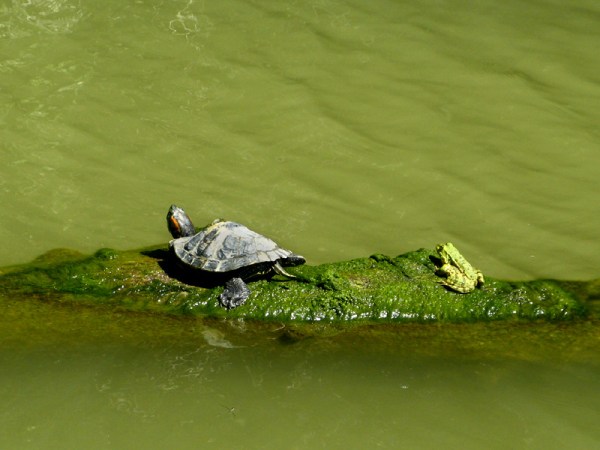 turtle frog, croc