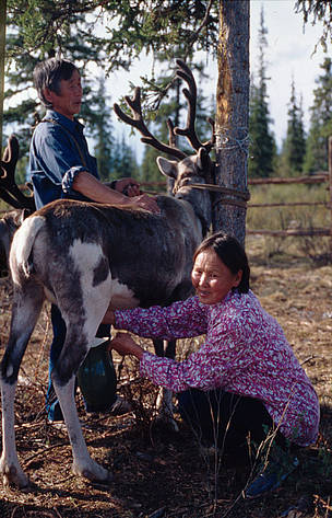 reindeer milking