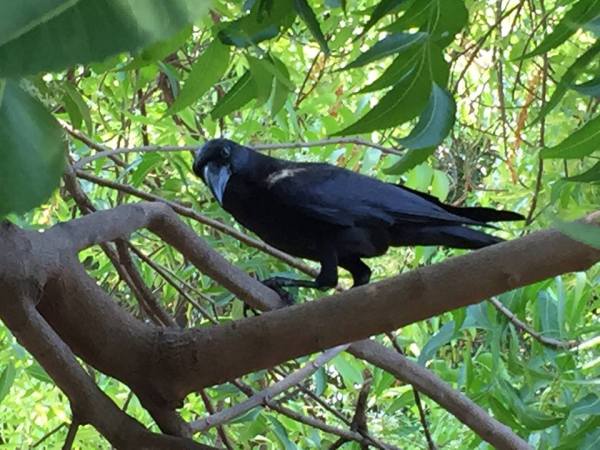 crow kaka