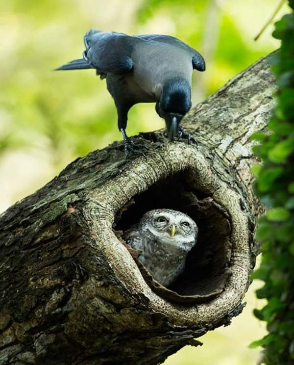 owl and crow