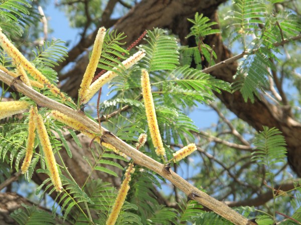 Acacia_catechu_flowers_Townsville_3672