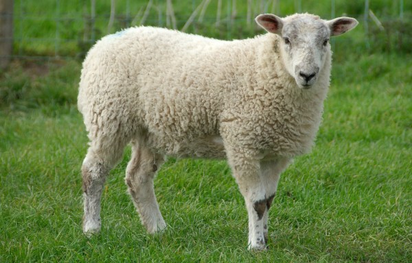 sheep6