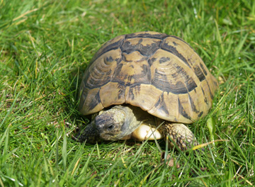 tortoise