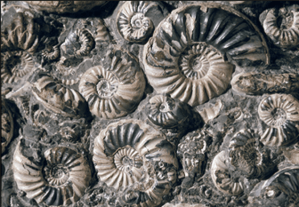 ammonites