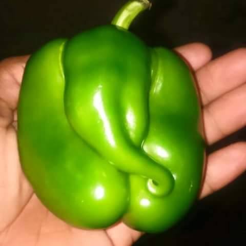 ganesh pepper