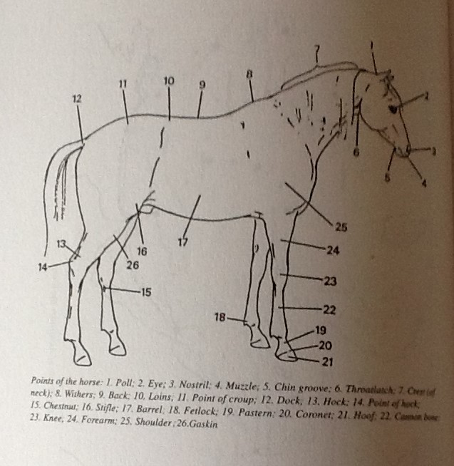 horse-body-parts