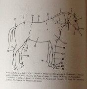 horse-body-parts