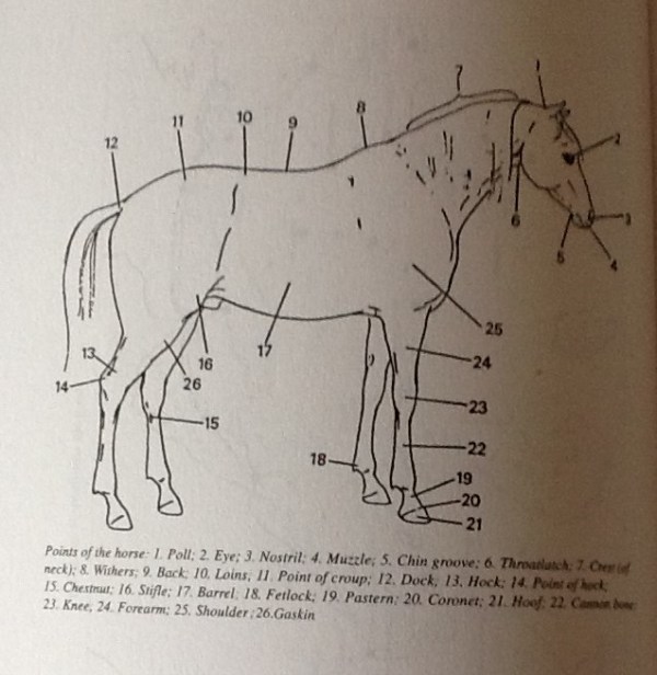 horse-body-parts